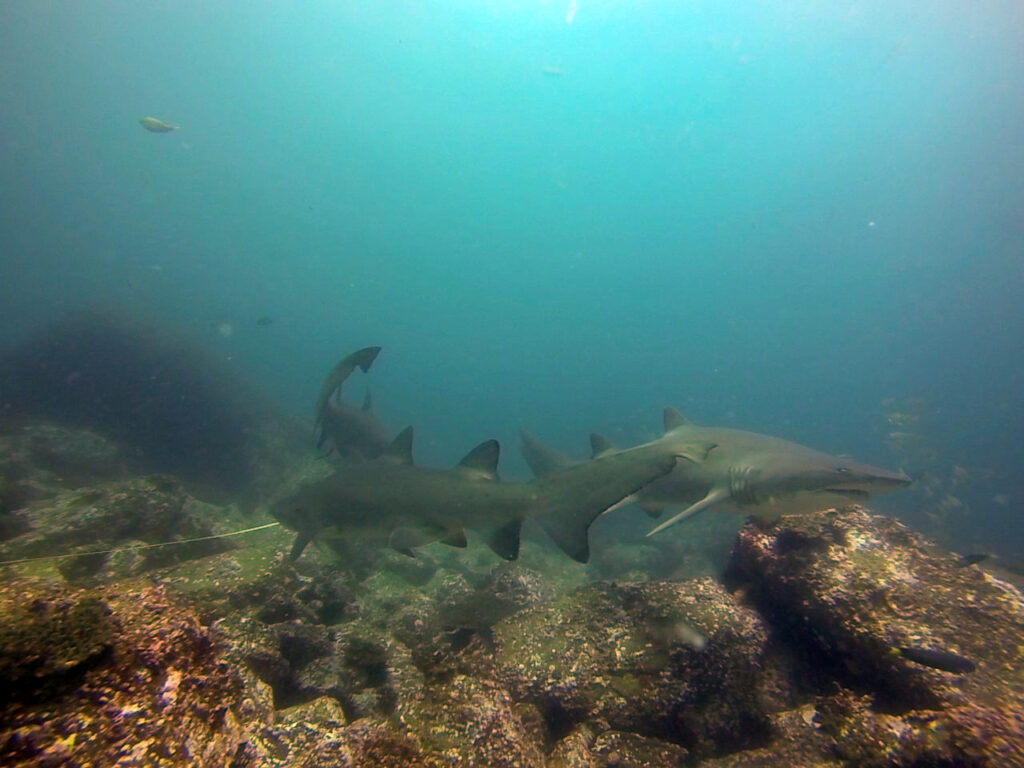 Grey nurse sharks on ocean floor at South Solitary Island