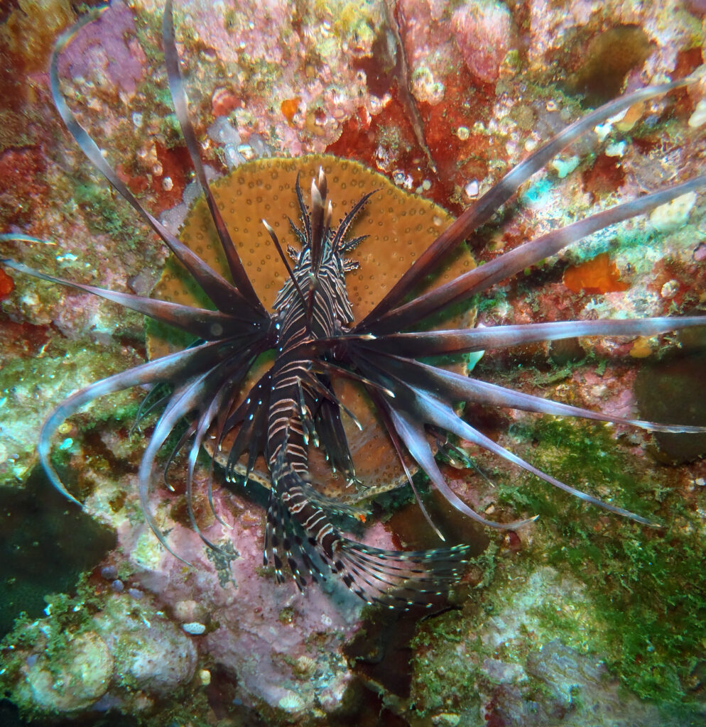 Lionfish swimming over rocky surface underwater at Buchanans wall dive site, South Solitary Island