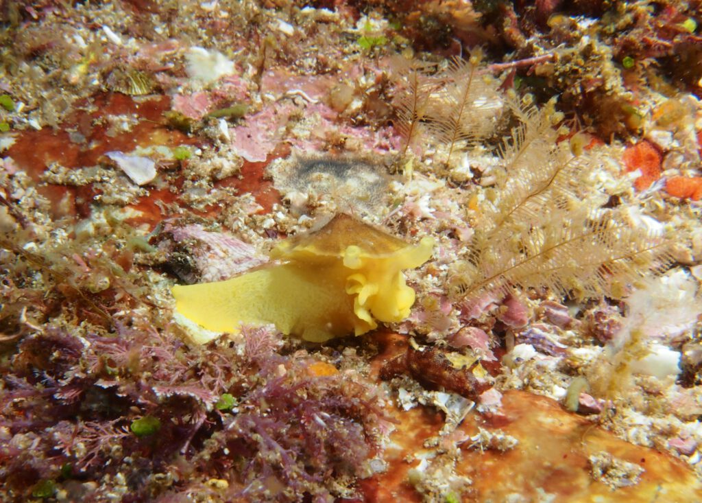 Chinaman's Hat Nudibranch pn rocks at South Solitary Island