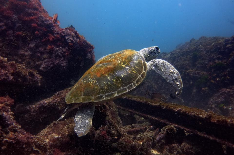 Green Sea Turtle (L Devery 2016)