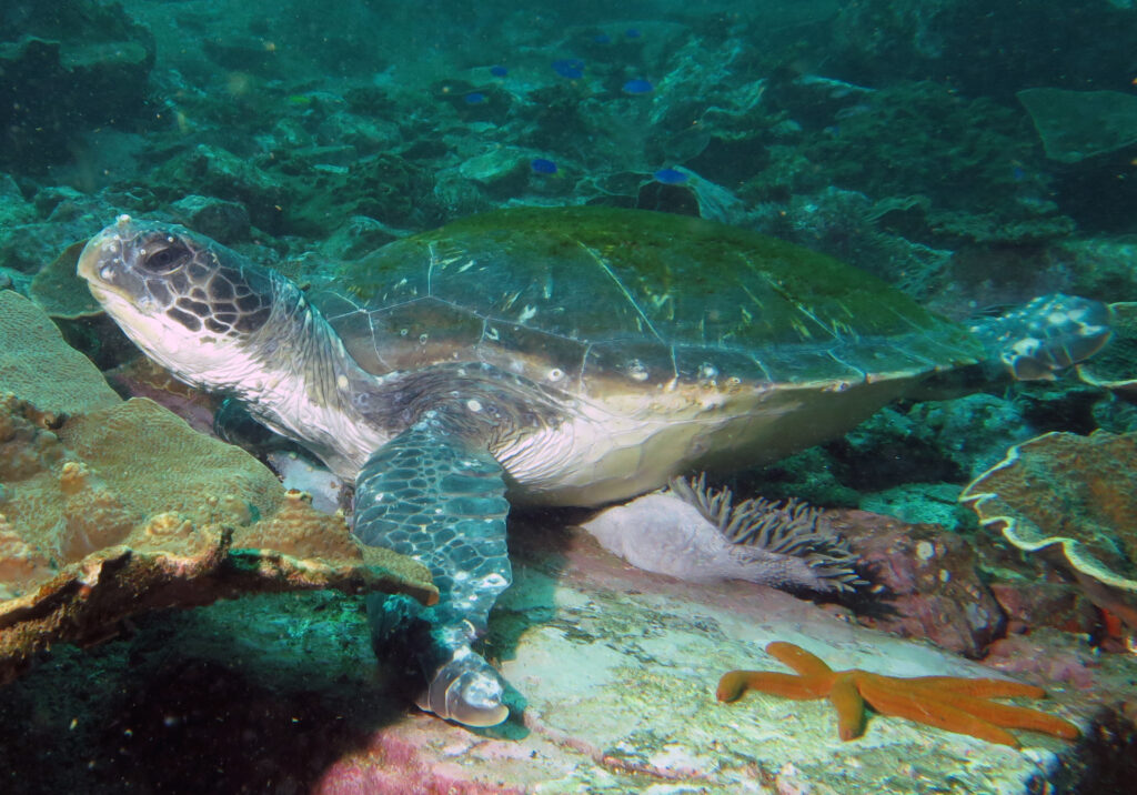 Turtle on rocky sea floor at Buchanans Wall