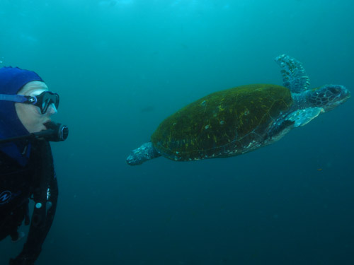 Turtle swimming through mid water with diver to left