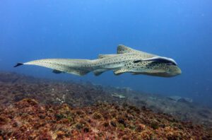 29th January 2017 – Leopard Shark encounter at South Solitary!