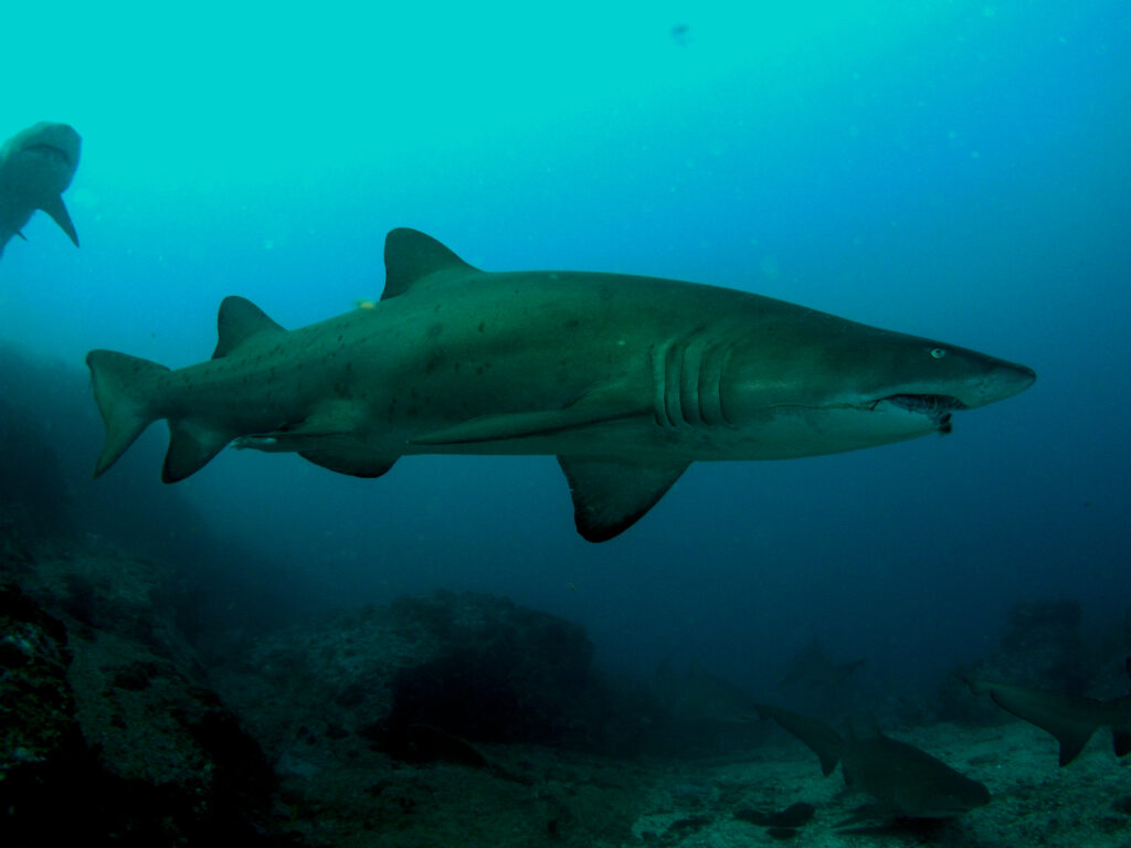 Grey Nurse Shark in mid water, rocky ocean floor visible below