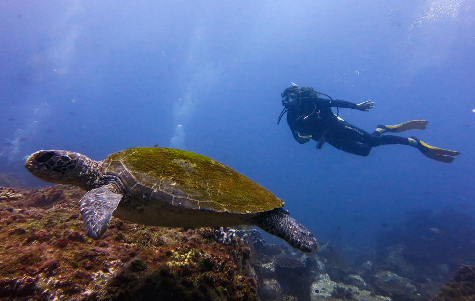 Green Sea Turtle with diver at South Solitary Island