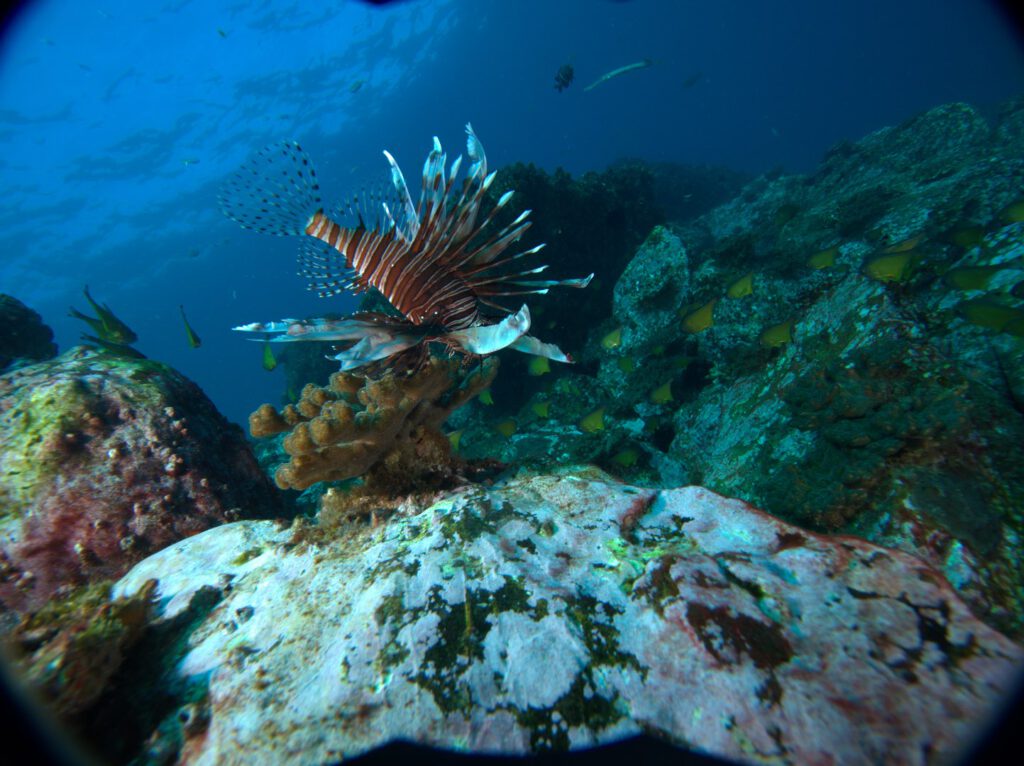 Lionfish over rocks