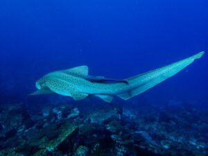5th March 2017 – Leopard Sharks, Eagle Rays and 40m Vis!