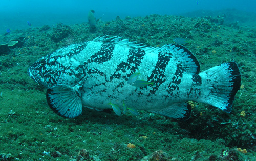 Black Cod at South Solitary Island