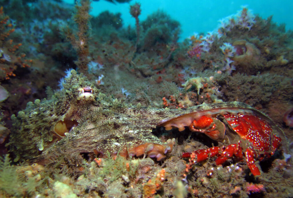 Octopus and Red Rock Crab