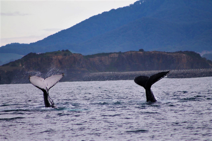 Two humpback whale tails poking out from the water surface ,with coffs harbour coastline in background
