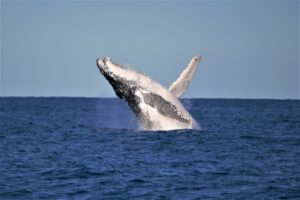 6th June 2017 – Breaching Whales on First Trip