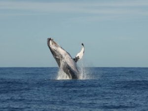 11th June 2019 – Breaching Humpbacks from Antarctica