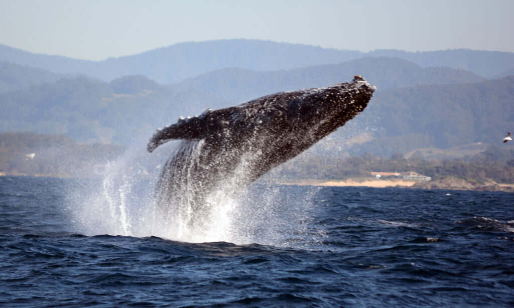 Humpback whale breaching out of water, with coffs harbour coastline in background