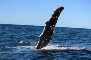 10th July 2017 – Waving Humpbacks on the Coffs Coast