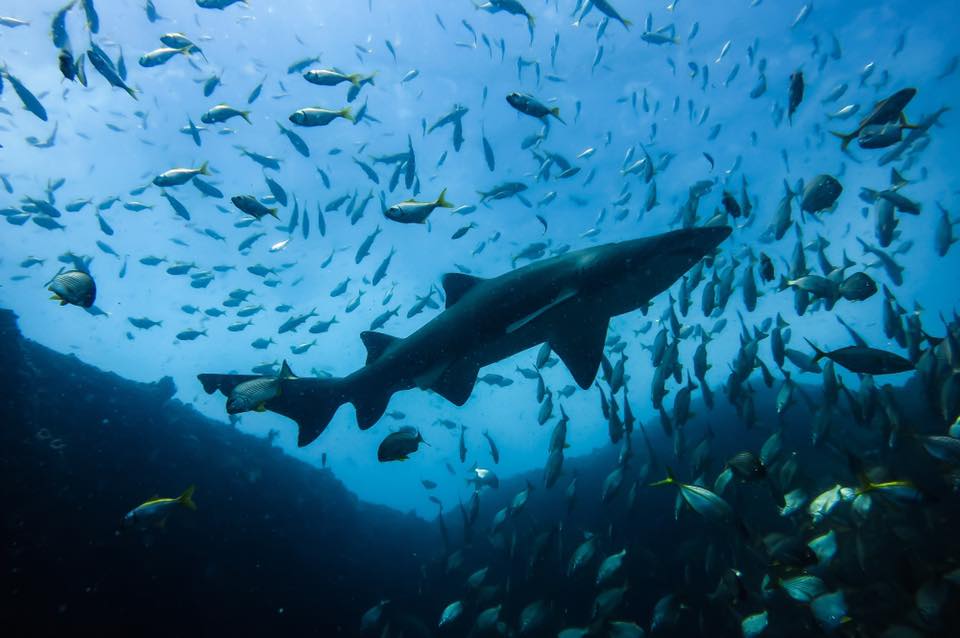 Grey Nurse Shark photgrahed from below, surrounded by small fish