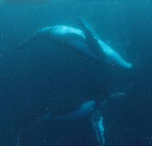 12th September 2017 – Humpback Whales Swim underneath Snorkelers!