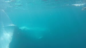 29th September 2017 – Humpback Whales swim with Snorkelers!