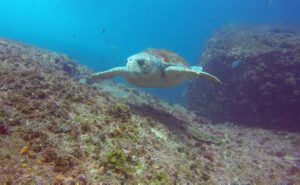 10th June 2019 – Huge Loggerhead Turtle Welcomes Divers