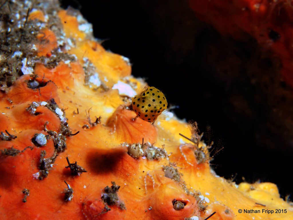 small yellow boxfish swimming above coral