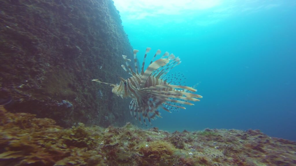 Lion Fish South Solitary Island