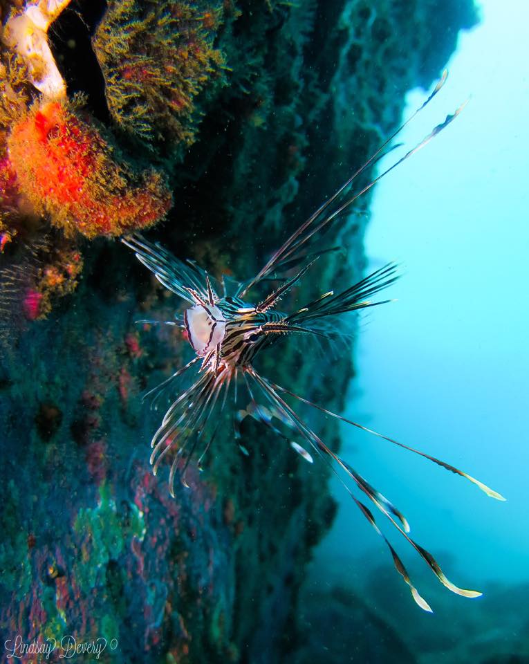 Lionfish in mid water at South Solitary