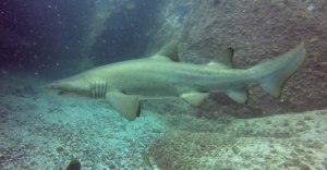 8th February 2018 – Grey Nurse Sharks Test Open Water Students