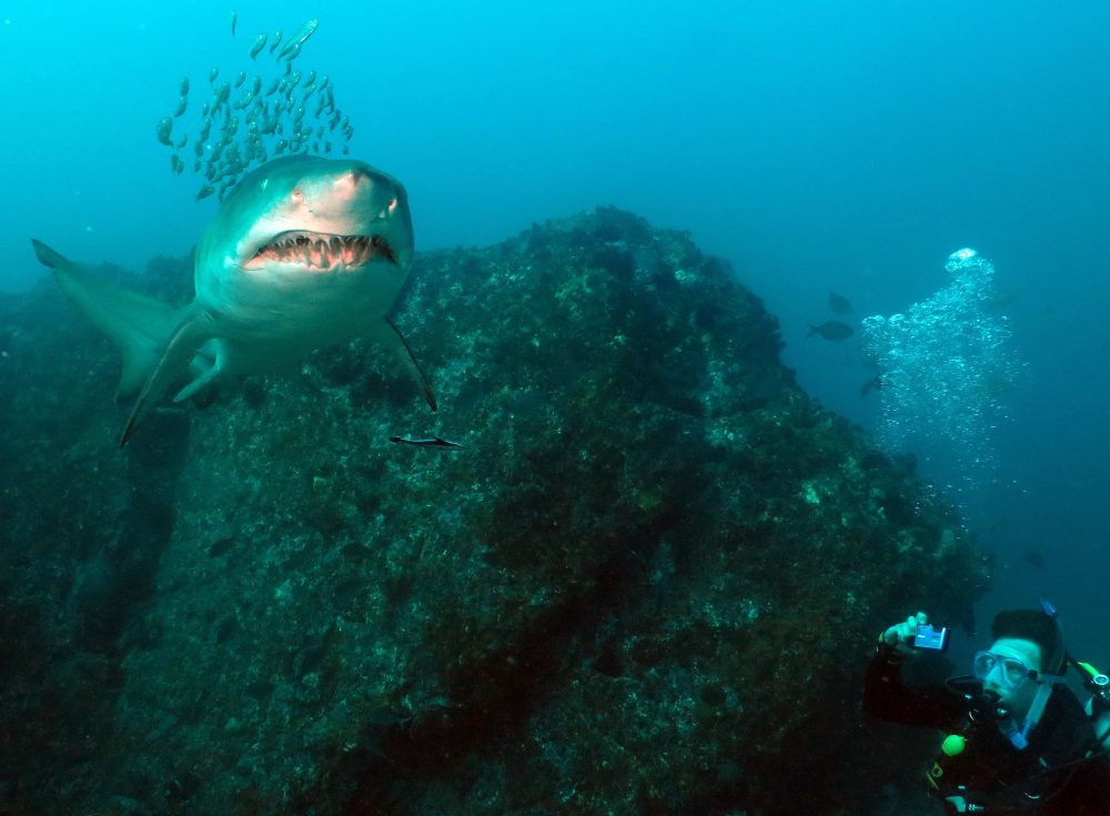 Grey nurse shark in top left corner of image with diver below