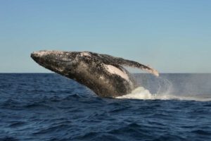 15th June 2018 – Sydney Weekender Films Breaching Whales