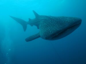 8th June 2018 – Philippines trip enjoys Whale Sharks