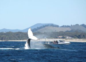 13th July 2017 – Six Whale Watching Trips to start the Weekend