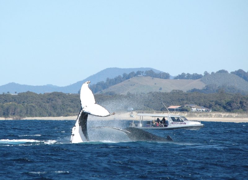 humpback whale tail slapping out of blue water with boat in background in front of coffs harbour coast line