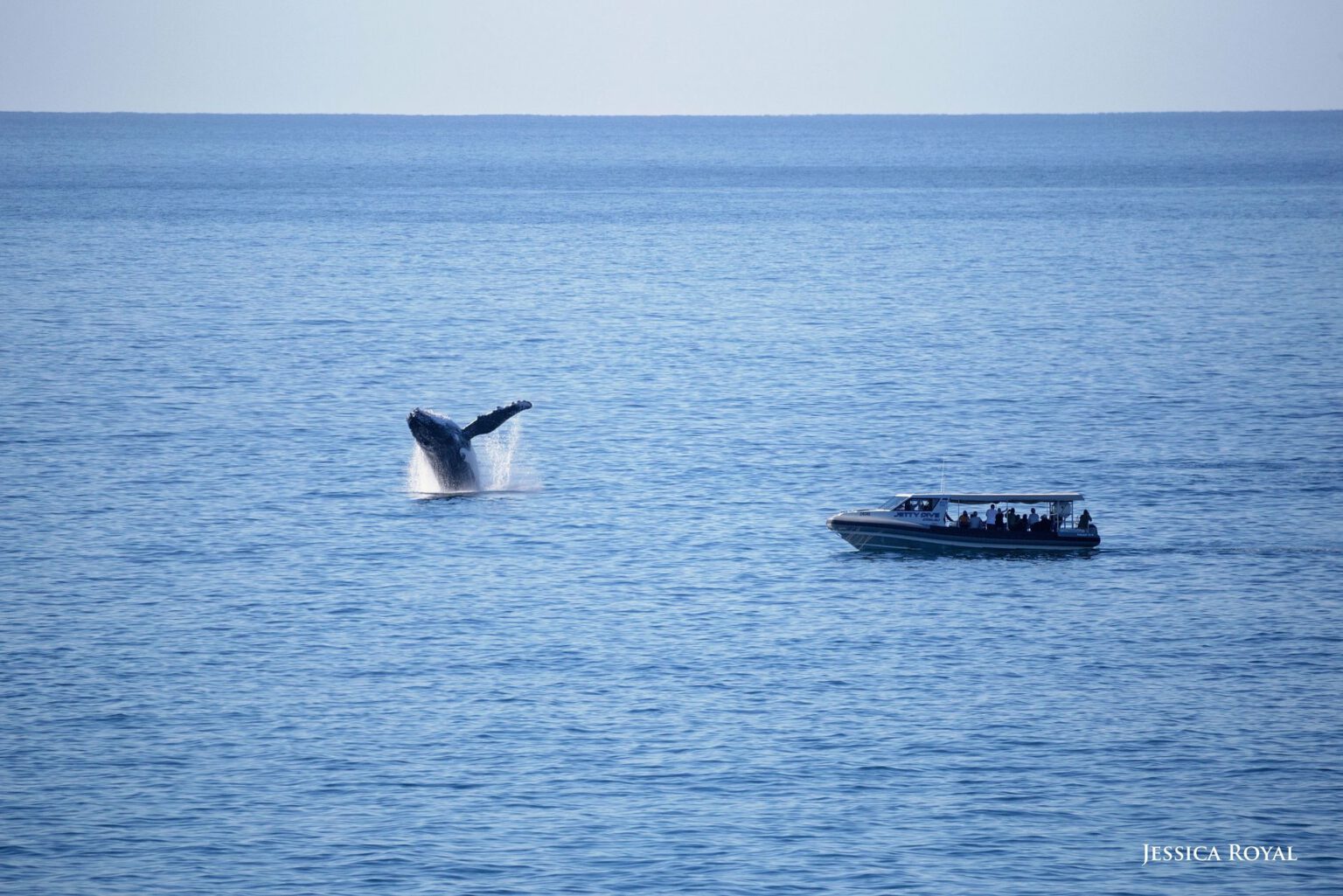 Whale Watching Coffs Harbour - BOOK Online - Jetty Dive Centre