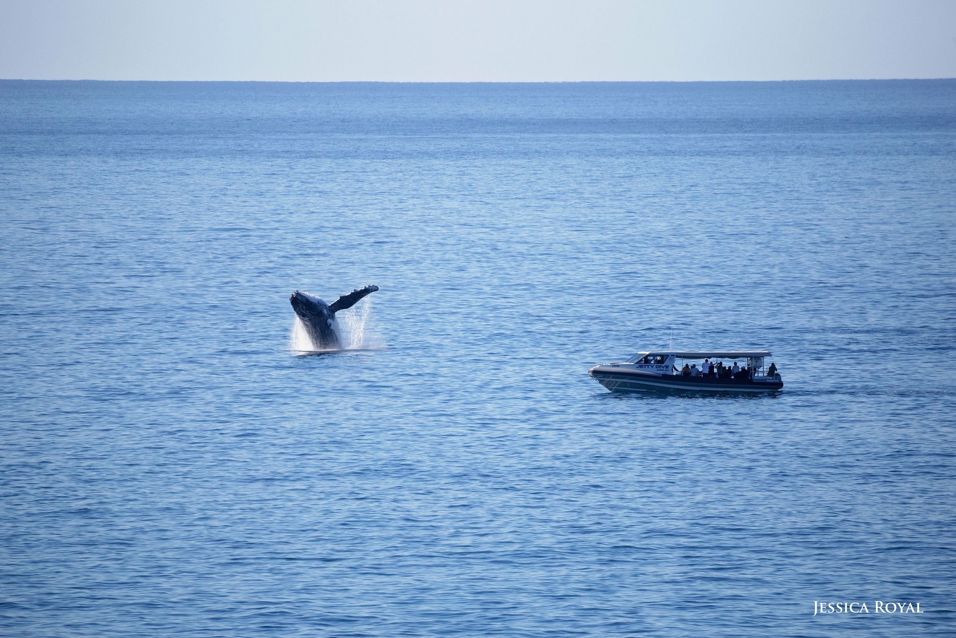 Humpback whale breaching in front of boat