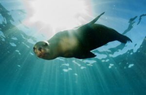 14th July 2017 – Fur Seal Swims With Divers