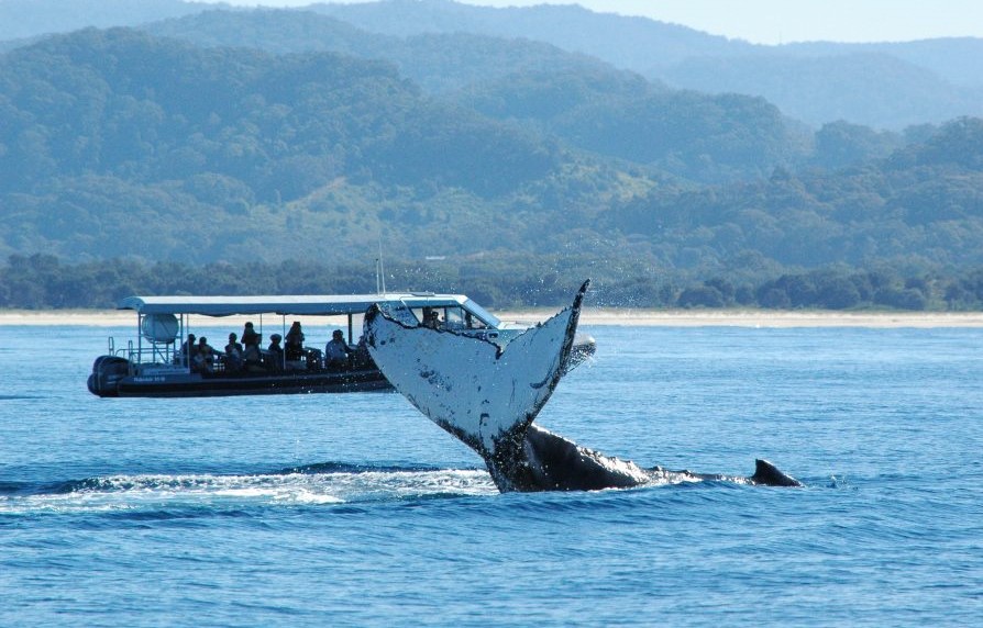 Humpback Whale Tail slapping with boat in background