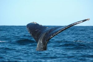 8th July 2018 – Show us Your Tail Whale