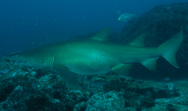 Pregnant Grey Nurse Shark Solitary Islands 12th August 2018