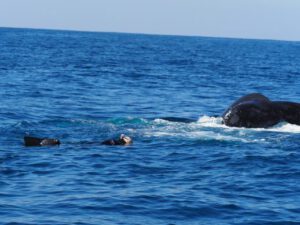 25th August 2018-Turtles and more Turtles, Whales and more Whales