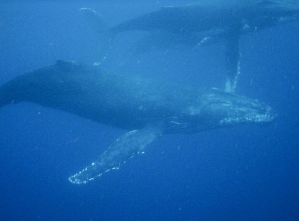 Humpback Whale swim Whale underwater 26.09.18