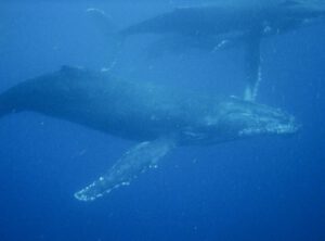 26th September 2018-One of our best Whale Swims
