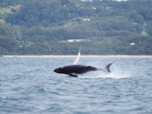 6th October 2018 – Breaching Humpback Calf off the Coffs Coast