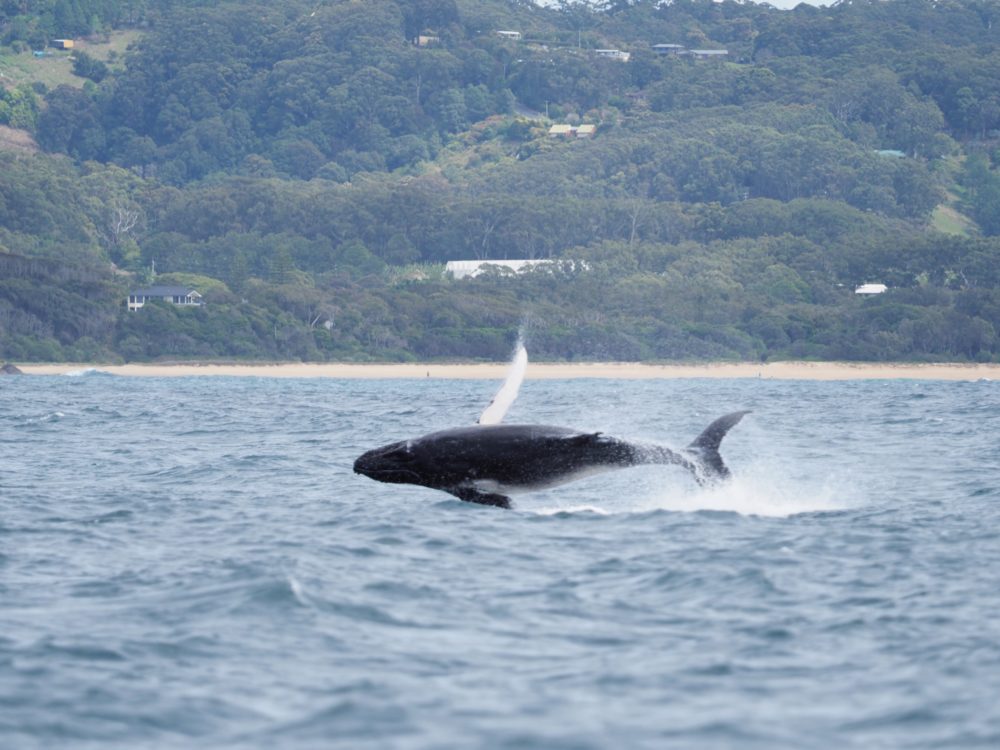 Raquel Humpback Whale Calf Full Breach (Raquel 2018)