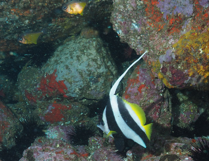 Bannerfish in front of rocks at South Solitary