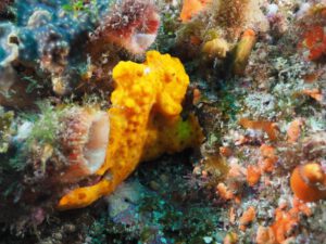 1st October 2018-Finally out for a Dive at South Solitary Island