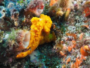 Dive Reports – October 2018