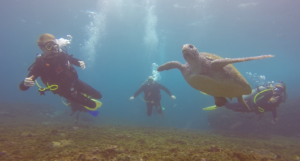 19th November 2018 – Open Water Students Mix with Turtles