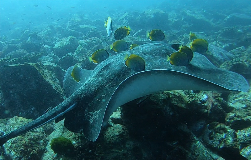 Bull Ray at South Solitary with damsel fish on the top of the ray ,and a rocky bottom below