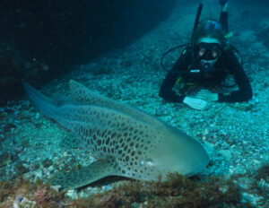 Tuesday 23rd April 2019 – Leopard Sharks mix with divers at South Solitary Island!