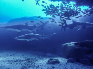 24th May 2019 – Advanced Students mix with Grey Nurse Sharks