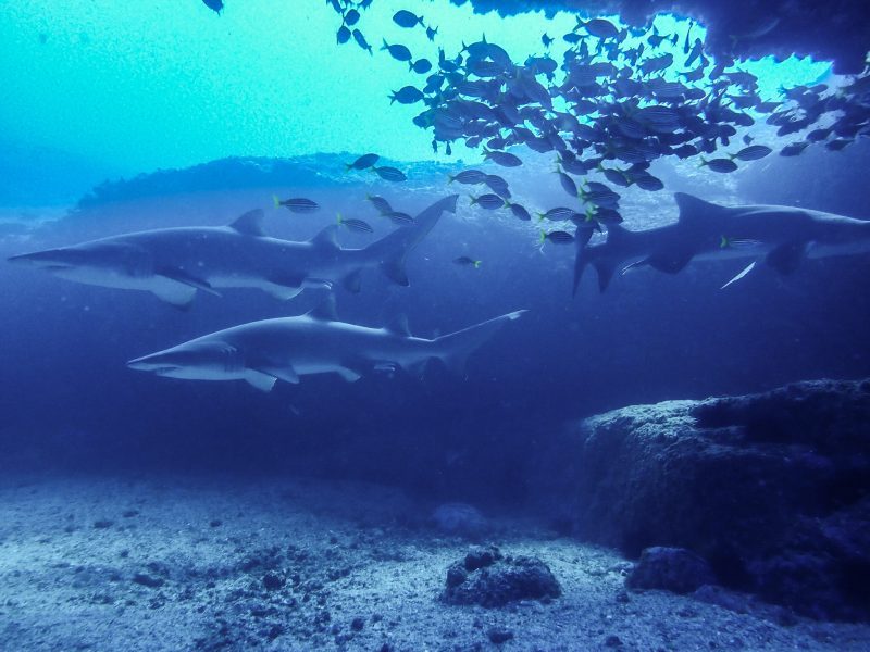 Grey Nurse sharks at Manta Arch in bright blue water, with schooling fish above